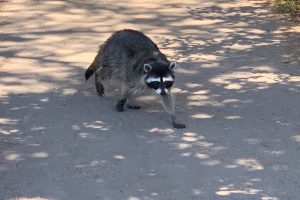 Outside Lands, Golden Gate Park, raccoon, Outside Lands 2019, Outside Lands Music Festival.