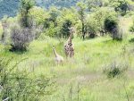 St. Lucia band, South Africa, safari