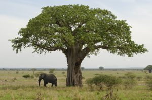 Elephant, Tanzania, Africa