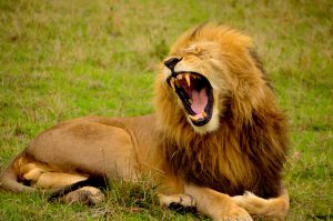 lion, Tanzania, Serengeti