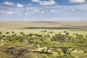 Serengeti, Tanzania, Africa